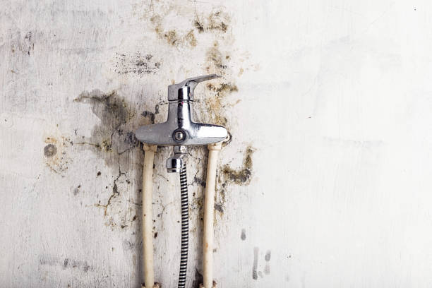 Best Mold Removal Specialists  in Cortland, NY