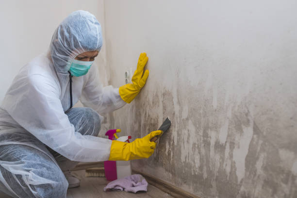 Best Mold Testing and Removal  in Cortland, NY