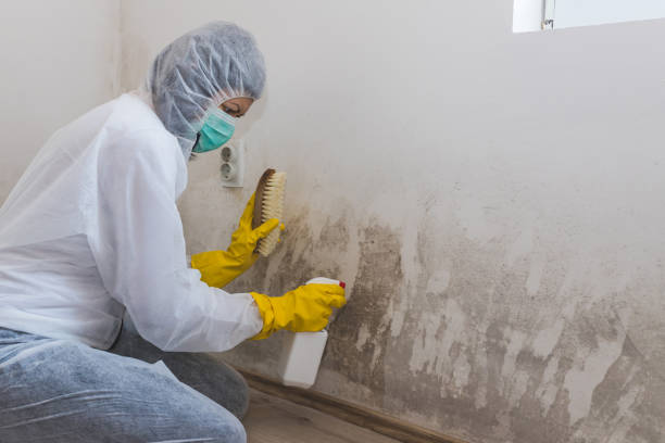 Best Certified Mold Removal  in Cortland, NY