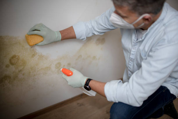 Mold Testing and Removal in Cortland, NY