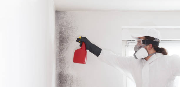 Professional Mold Removal in Cortland, NY