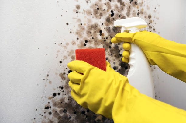 Best Home Mold Removal  in Cortland, NY
