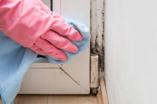 Best Same-Day Mold Removal  in Cortland, NY